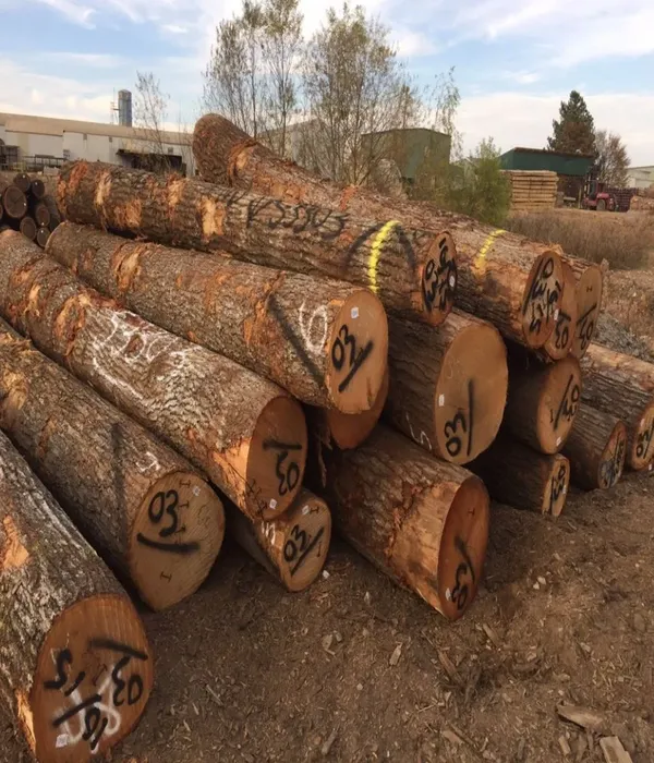 timber logs